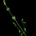 Img.VTax2451.ExN.Img9