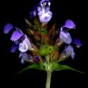 Img.VTax2466.ExN.Img6