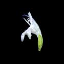 Img.VTax2473.ExN.Img7