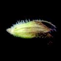 Img.VTax2493.ExN.Img12