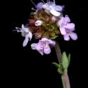 Img.VTax2493.ExN.Img8