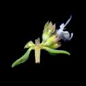 Img.VTax2493.ExN.Img9