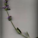 Img.VTax2528.ExN.Img5