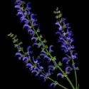 Img.VTax2533.ExN.Img9