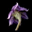 Img.VTax2570.ExN.Img6