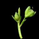 Img.VTax2651.ExN.Img14