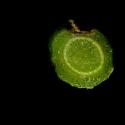Img.VTax2651.ExN.Img17