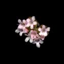 Img.VTax2886.ExN.Img1