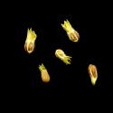 Img.VTax2886.ExN.Img12