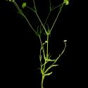 Img.VTax2889.ExN.Img4