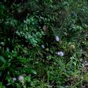 Img.VTax2909.ExN.Img11