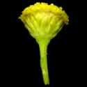 Img.VTax3118.ExN.Img8