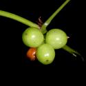 Img.VTax3647.ExN.Img6