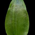 Img.VTax3820.ExN.Img9