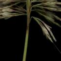 Img.VTax3929.ExN.Img6