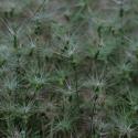 Img.VTax3992.ExN.Img6
