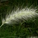 Img.VTax4194.ExN.Img3