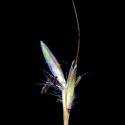 Img.VTax4203.ExN.Img6