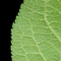 Img.VTax529.ExN.Img8