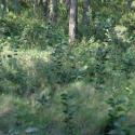 Img.VTax542.ExN.Img1