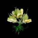 Img.VTax572.ExN.Img9