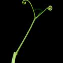 Img.VTax687.ExN.Img3