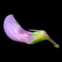 Img.VTax687.ExN.Img7