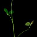 Img.VTax816.ExN.Img8