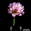 Img.VTax846.ExN.Img4