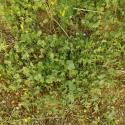 Img.VTax855.ExN.Img21