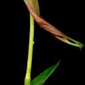 Img.VTax902.ExN.Img9
