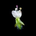 Img.VTax916.ExN.Img3
