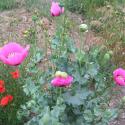 Img.VTax951.ExN.Img9