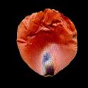 Img.VTax962.ExN.Img4