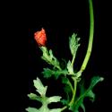 Img.VTax962.ExN.Img9
