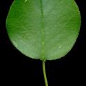 Img.VTax522.ExN.Img8