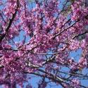 Img.VTax547.ExN.Img7
