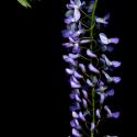 Img.VTax558.ExN.Img4