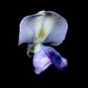 Img.VTax558.ExN.Img6