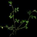 Img.VTax641.ExN.Img1