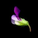 Img.VTax688.ExN.Img7