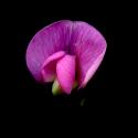 Img.VTax694.ExN.Img1