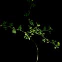 Img.VTax762.ExN.Img6