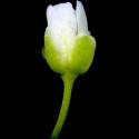 Img.VTax1162.ExN.Img7