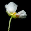 Img.VTax1228.ExN.Img11