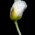 Img.VTax1228.ExN.Img7