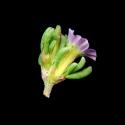 Img.VTax1271.ExN.Img9
