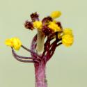Img.VTax1351.ExN.Img9