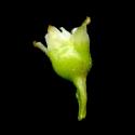 Img.VTax1483.ExN.Img8