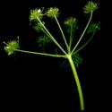 Img.VTax1551.ExN.Img8